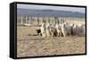 Argentina, Patagonia, Province Santa Cruz, Sheep Farm, Flock of Sheep, Sheepdog-Chris Seba-Framed Stretched Canvas