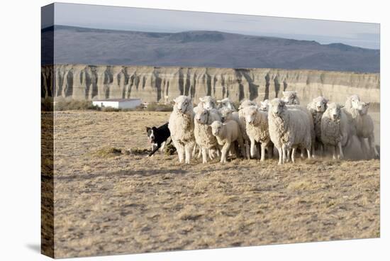 Argentina, Patagonia, Province Santa Cruz, Sheep Farm, Flock of Sheep, Sheepdog-Chris Seba-Stretched Canvas