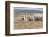 Argentina, Patagonia, Province Santa Cruz, Sheep Farm, Flock of Sheep, Sheepdog-Chris Seba-Framed Photographic Print