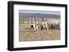 Argentina, Patagonia, Province Santa Cruz, Sheep Farm, Flock of Sheep, Sheepdog-Chris Seba-Framed Photographic Print