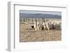 Argentina, Patagonia, Province Santa Cruz, Sheep Farm, Flock of Sheep, Sheepdog-Chris Seba-Framed Photographic Print