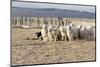 Argentina, Patagonia, Province Santa Cruz, Sheep Farm, Flock of Sheep, Sheepdog-Chris Seba-Mounted Photographic Print
