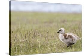 Argentina, Patagonia, South America. An Upland Goose gosling walking.-Karen Ann Sullivan-Stretched Canvas