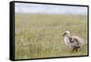 Argentina, Patagonia, South America. An Upland Goose gosling walking.-Karen Ann Sullivan-Framed Stretched Canvas