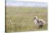 Argentina, Patagonia, South America. An Upland Goose gosling walking.-Karen Ann Sullivan-Stretched Canvas