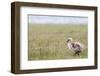 Argentina, Patagonia, South America. An Upland Goose gosling walking.-Karen Ann Sullivan-Framed Photographic Print