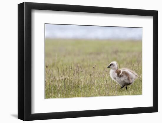 Argentina, Patagonia, South America. An Upland Goose gosling walking.-Karen Ann Sullivan-Framed Photographic Print