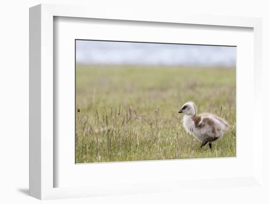 Argentina, Patagonia, South America. An Upland Goose gosling walking.-Karen Ann Sullivan-Framed Photographic Print