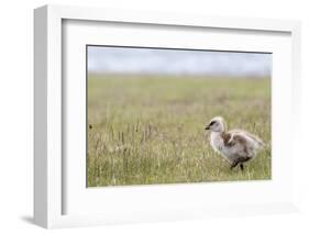 Argentina, Patagonia, South America. An Upland Goose gosling walking.-Karen Ann Sullivan-Framed Photographic Print