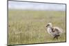 Argentina, Patagonia, South America. An Upland Goose gosling walking.-Karen Ann Sullivan-Mounted Photographic Print