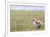 Argentina, Patagonia, South America. An Upland Goose gosling walking.-Karen Ann Sullivan-Framed Photographic Print