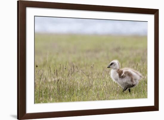 Argentina, Patagonia, South America. An Upland Goose gosling walking.-Karen Ann Sullivan-Framed Photographic Print