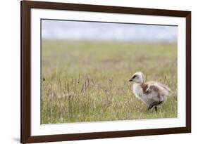 Argentina, Patagonia, South America. An Upland Goose gosling walking.-Karen Ann Sullivan-Framed Photographic Print