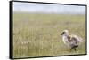 Argentina, Patagonia, South America. An Upland Goose gosling walking.-Karen Ann Sullivan-Framed Stretched Canvas