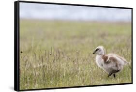 Argentina, Patagonia, South America. An Upland Goose gosling walking.-Karen Ann Sullivan-Framed Stretched Canvas