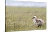 Argentina, Patagonia, South America. An Upland Goose gosling walking.-Karen Ann Sullivan-Stretched Canvas