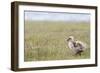 Argentina, Patagonia, South America. An Upland Goose gosling walking.-Karen Ann Sullivan-Framed Photographic Print