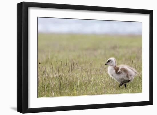 Argentina, Patagonia, South America. An Upland Goose gosling walking.-Karen Ann Sullivan-Framed Photographic Print