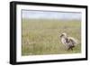 Argentina, Patagonia, South America. An Upland Goose gosling walking.-Karen Ann Sullivan-Framed Photographic Print