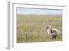 Argentina, Patagonia, South America. An Upland Goose gosling walking.-Karen Ann Sullivan-Framed Photographic Print