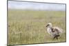 Argentina, Patagonia, South America. An Upland Goose gosling walking.-Karen Ann Sullivan-Mounted Photographic Print