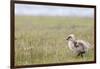 Argentina, Patagonia, South America. An Upland Goose gosling walking.-Karen Ann Sullivan-Framed Photographic Print