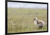 Argentina, Patagonia, South America. An Upland Goose gosling walking.-Karen Ann Sullivan-Framed Photographic Print