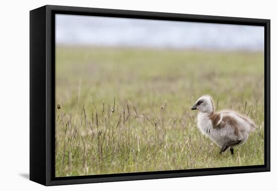 Argentina, Patagonia, South America. An Upland Goose gosling walking.-Karen Ann Sullivan-Framed Stretched Canvas