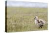 Argentina, Patagonia, South America. An Upland Goose gosling walking.-Karen Ann Sullivan-Stretched Canvas
