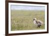 Argentina, Patagonia, South America. An Upland Goose gosling walking.-Karen Ann Sullivan-Framed Photographic Print