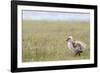 Argentina, Patagonia, South America. An Upland Goose gosling walking.-Karen Ann Sullivan-Framed Photographic Print