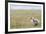 Argentina, Patagonia, South America. An Upland Goose gosling walking.-Karen Ann Sullivan-Framed Photographic Print