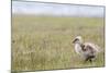 Argentina, Patagonia, South America. An Upland Goose gosling walking.-Karen Ann Sullivan-Mounted Photographic Print