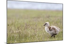 Argentina, Patagonia, South America. An Upland Goose gosling walking.-Karen Ann Sullivan-Mounted Photographic Print