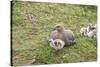 Argentina, Patagonia, South America. An Upland Goose mother and gosling.-Karen Ann Sullivan-Stretched Canvas