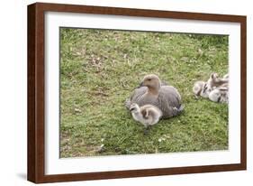 Argentina, Patagonia, South America. An Upland Goose mother and gosling.-Karen Ann Sullivan-Framed Photographic Print