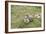 Argentina, Patagonia, South America. An Upland Goose mother and gosling.-Karen Ann Sullivan-Framed Photographic Print