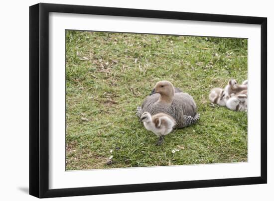 Argentina, Patagonia, South America. An Upland Goose mother and gosling.-Karen Ann Sullivan-Framed Photographic Print