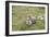 Argentina, Patagonia, South America. An Upland Goose mother and gosling.-Karen Ann Sullivan-Framed Photographic Print