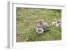 Argentina, Patagonia, South America. An Upland Goose mother and gosling.-Karen Ann Sullivan-Framed Photographic Print