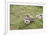 Argentina, Patagonia, South America. An Upland Goose mother and gosling.-Karen Ann Sullivan-Framed Photographic Print