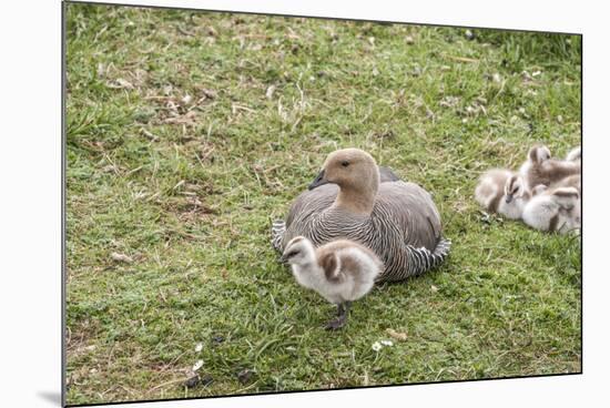 Argentina, Patagonia, South America. An Upland Goose mother and gosling.-Karen Ann Sullivan-Mounted Photographic Print