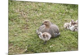 Argentina, Patagonia, South America. An Upland Goose mother and gosling.-Karen Ann Sullivan-Mounted Photographic Print