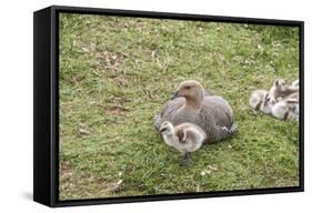 Argentina, Patagonia, South America. An Upland Goose mother and gosling.-Karen Ann Sullivan-Framed Stretched Canvas