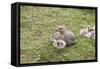 Argentina, Patagonia, South America. An Upland Goose mother and gosling.-Karen Ann Sullivan-Framed Stretched Canvas