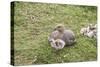 Argentina, Patagonia, South America. An Upland Goose mother and gosling.-Karen Ann Sullivan-Stretched Canvas