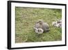 Argentina, Patagonia, South America. An Upland Goose mother and gosling.-Karen Ann Sullivan-Framed Photographic Print