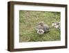 Argentina, Patagonia, South America. An Upland Goose mother and gosling.-Karen Ann Sullivan-Framed Photographic Print