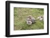 Argentina, Patagonia, South America. An Upland Goose mother and gosling.-Karen Ann Sullivan-Framed Photographic Print