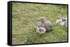 Argentina, Patagonia, South America. An Upland Goose mother and gosling.-Karen Ann Sullivan-Framed Stretched Canvas